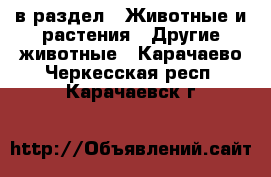  в раздел : Животные и растения » Другие животные . Карачаево-Черкесская респ.,Карачаевск г.
